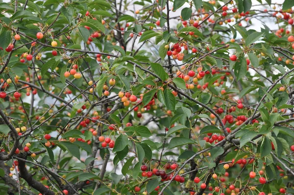 Cherry tree with with a lot of cherries — Stock Photo, Image