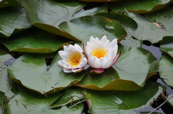 Lírios de água branca (Nymphaea alba ) — Fotografia de Stock