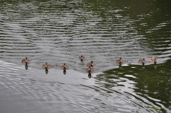 Many ducks (Anas platyrhynchos) swimming fast — ストック写真