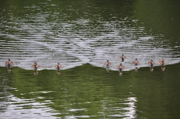 Many ducks (Anas platyrhynchos) swimming fast — Stockfoto