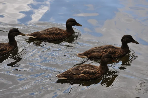 Four ducks (Anas platyrhynchos) — Stock Photo, Image