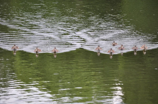 Many ducks (Anas platyrhynchos) and water waves — Stock Photo, Image