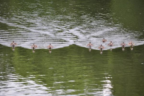 Veel eenden (Anas platyrhynchos) en water golven — Stockfoto