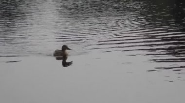 Croaking, dişi yaban ördeği (Anas platyrhynchos) hızla doğal bir su üzerinde yüzme - arka planda trafik gürültüsü ve yüksek kuş şarkısı ile