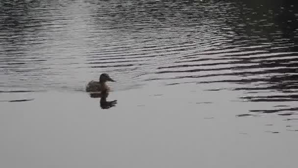 Canard colvert femelle croquant (Anas platyrhynchos) nageant rapidement sur une eau naturelle - avec un bruit de circulation et un chant d'oiseau fort en arrière-plan — Video