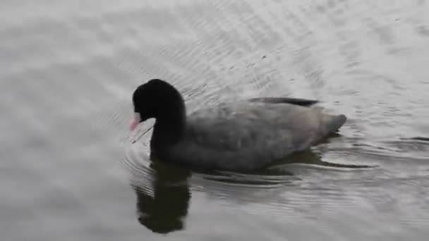 Coot (Fulica atra) nuoto - con rumore del traffico sullo sfondo — Video Stock