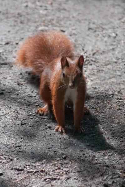 Белка (Sciurus vulgaris) на песчаной дороге — стоковое фото