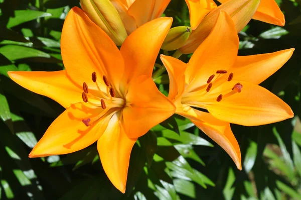 Two lilies of orange color (Lilium) — Stock Photo, Image