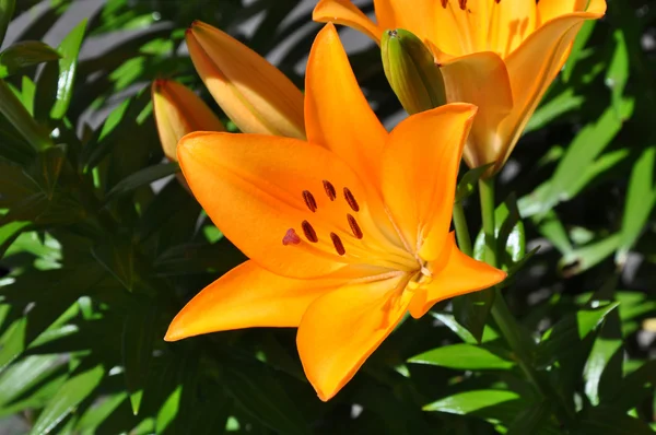 Lily of orange color (Lilium) — Stock Photo, Image