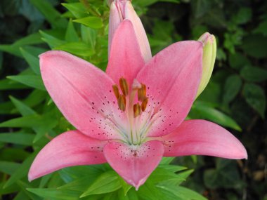 pembe lily (lilium) ve taze yeşil yaprakları