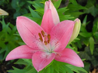 pembe lily (lilium) içinde belgili tanımlık geçmiş taze yeşil yaprakları ile