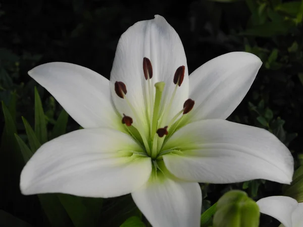 Biała Lilia (lilium) z wieloma szczegółami — Zdjęcie stockowe