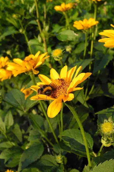 Yellow flowers (asteraceae) and a bumblebee in the early morning — Stock Photo, Image