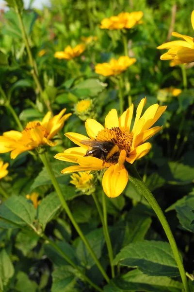 清晨的黄花 (星科) 和大黄蜂 — 图库照片