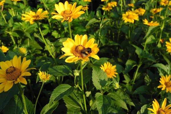 清晨的黄花 (星科) 和一只大黄蜂 — 图库照片