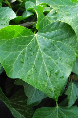 Sabah yağmur sonra Ivy yaprak (hedera helix) görünümünü portre