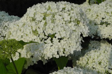 Viburnum opulus compactum yaz