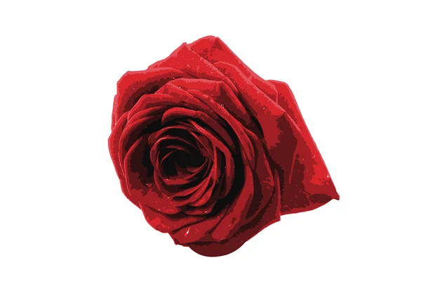 Single big red rose — Stok fotoğraf