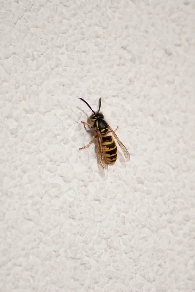 Wasp  (Vespinae) — Stock Photo, Image
