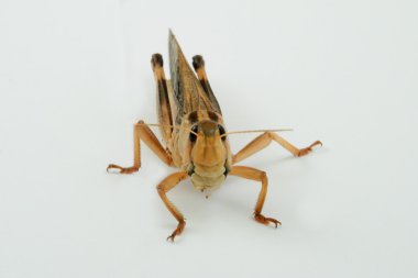 closeup view of a single migratory locust (locusta migratoria)