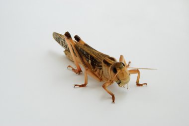 closeup view of a single migratory locust (locusta migratoria)