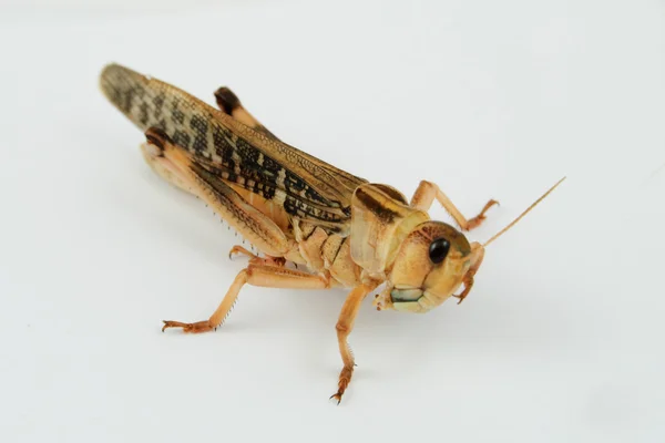 Closeup view of a single migratory locust (locusta migratoria) — ストック写真