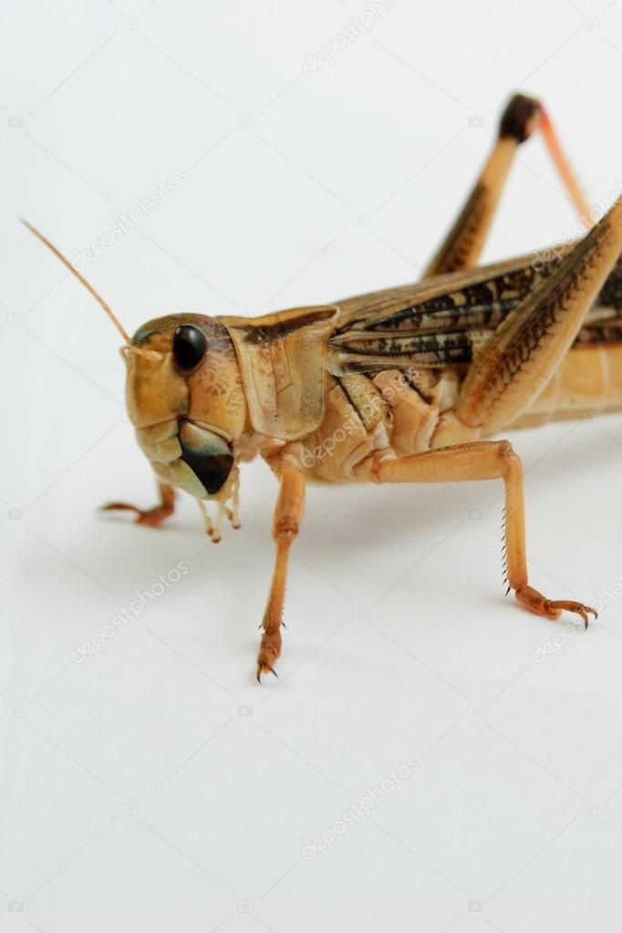 closeup view of a single migratory locust (locusta migratoria)