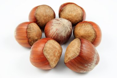 Yedi fındık (Corylus avellana closeup görünümü)