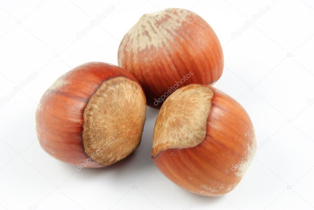 Closeup view of three hazelnuts (Corylus avellana)
