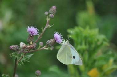 Beyaz lahana kelebek