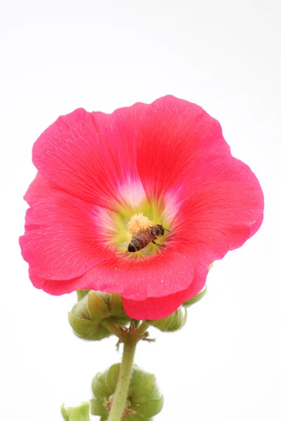 Abeja en Hollyhock rojo —  Fotos de Stock