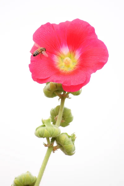Bee on Red Hollyhock — Stock Photo, Image