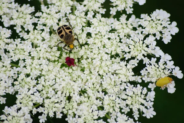 Yellow beetle (trichius fasciatus) on white flowers — Stock Photo, Image