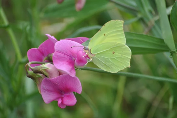 Brimstone butterfly on pink flower — Stock Photo, Image