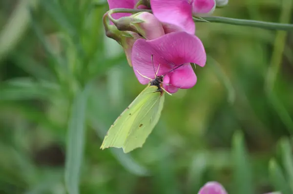 Brimstone butterfly on pink flower — Stock Photo, Image