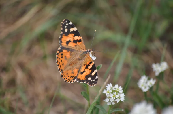 Painted Lady (Vanessa cardui) — Stock Photo, Image