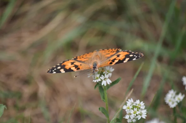 Painted Lady (Vanessa cardui) — Stock Photo, Image