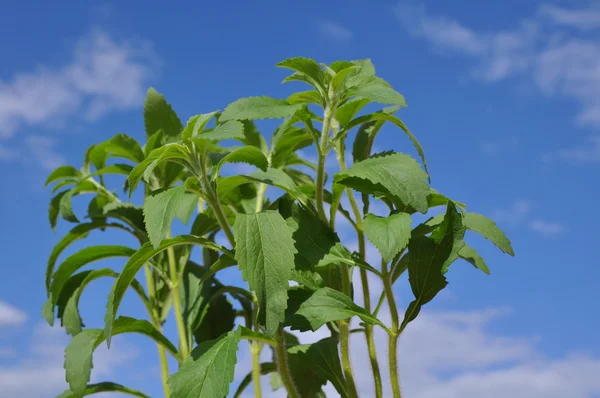 Plantas frescas do edulcorante stevia rebaudiana — Fotografia de Stock