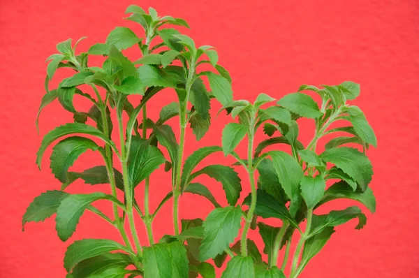 Plantas frescas del edulcorante stevia rebaudiana y un fondo rojo —  Fotos de Stock