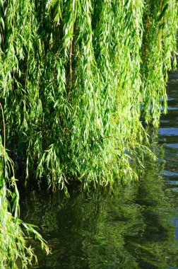 Ağlayan söğüt (tükürük beşiği))