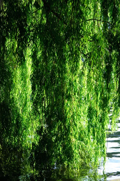 Gråtande pil (salix babylonica)) — Stockfoto