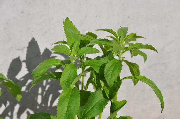 Čerstvé rostliny sladidlo stevia rebaudiana — Stock fotografie