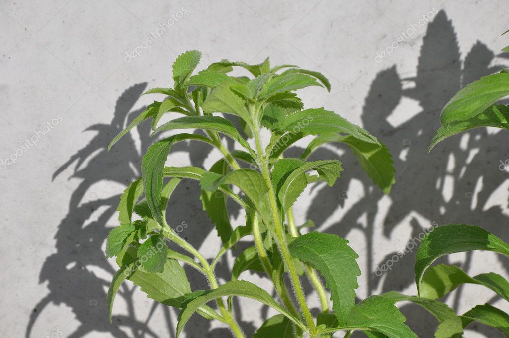 Plantas Frescas Del Edulcorante Stevia Rebaudiana Foto De Stock