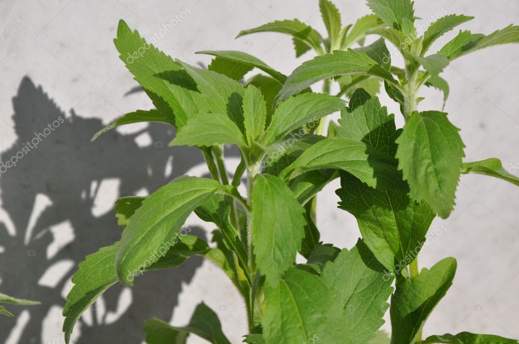 Plantas Frescas Del Edulcorante Stevia Rebaudiana Foto De Stock