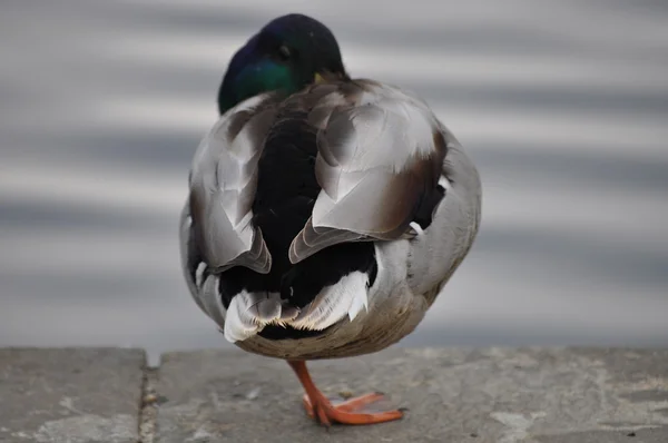 Male mallard duck (anas platyrhynchos) - standing on one leg - almost sleeping — Stock Photo, Image