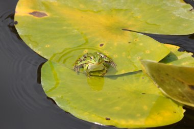 Lily pad üzerinde oturan su Kurbağa (Pelophylax sculentus)