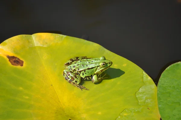 Water frog (Pelophylax sculentus) sitting on a lily pad — Stock Photo, Image