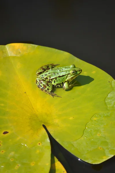 水蛙 (Pelophylax sculentus) ユリのパッドの上に座って — ストック写真