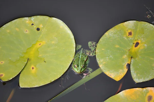 水蛙 (Pelophylax sculentus) ユリのパッドの上に座って — ストック写真