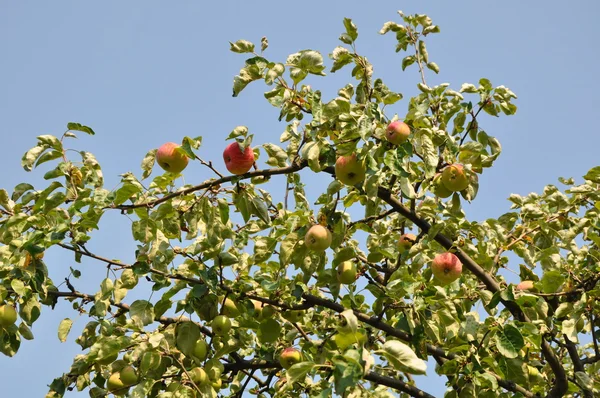 Strom v létě, čerstvá jablka a modrá obloha jako pozadí — Stock fotografie